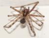 Tegenaria parietina